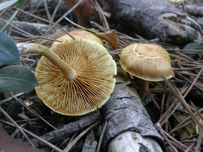 873 Dicembre vecchio ritrovamento